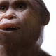Reconstruction of Homo floresiensis by Atelier Elisabeth Daynes. (Image: Kinez Riza)